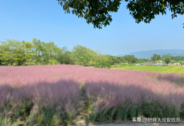 这个杭州“粉黛花海”不得了，80%人都找不到，花期一个月快冲！