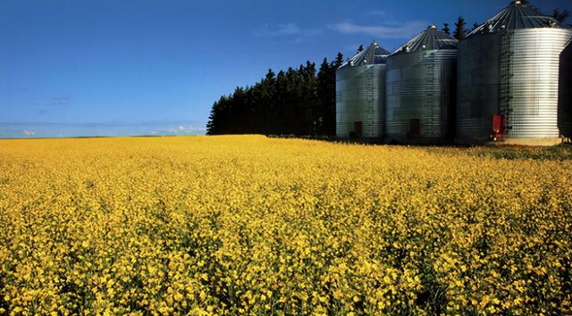 加拿大反华加税致中国换购印度油菜籽粕（48.8 万吨），印办阅兵邀 55 国拒中国，暴露战略短视与不自信