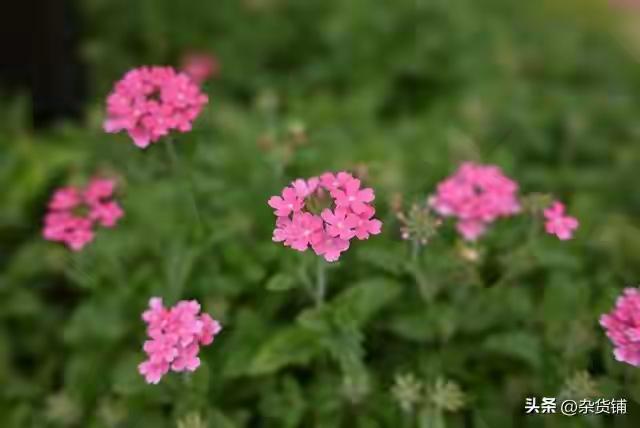 四季更迭，风光无限，跟着时节走，品深秋最浓郁醉人的诗意