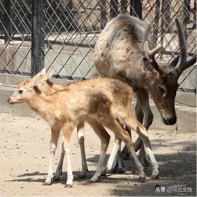 国庆保定“不基础” 玩法 | 6条精品线路玩转保定→