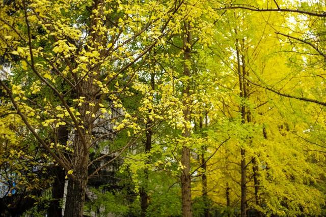 这个“名牌加身”的西南山城，正适合淡季来玩！