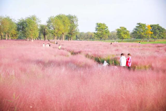 未央之秋，共赴一场金色约会