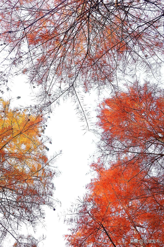 红了红了！东坡水杉出片率100%