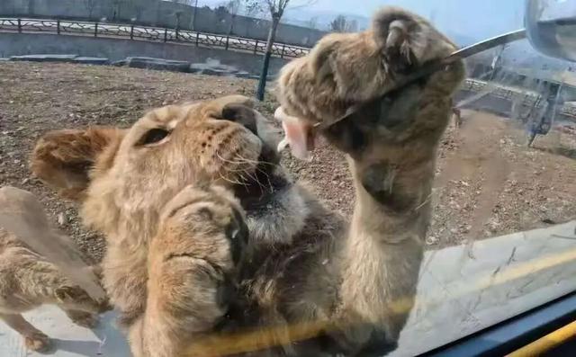 临沂人游临沂｜赶兰陵千年大集，赴一场烟火与诗意的约会