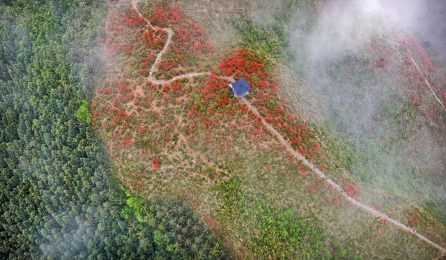 桂林灵川：500余亩杜鹃花海迎春绽放