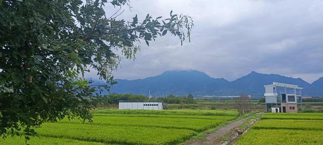 最美曙光里稻田