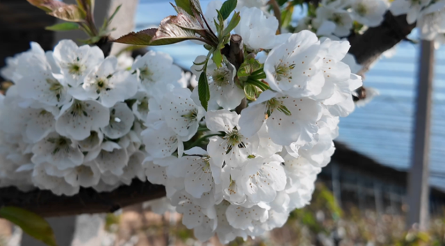 限定冬日浪漫！湟中多巴樱桃花开，等你来赏