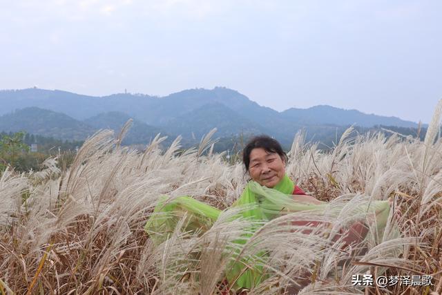 安陆：当银杏遇见芦苇 画框里的诗与远方