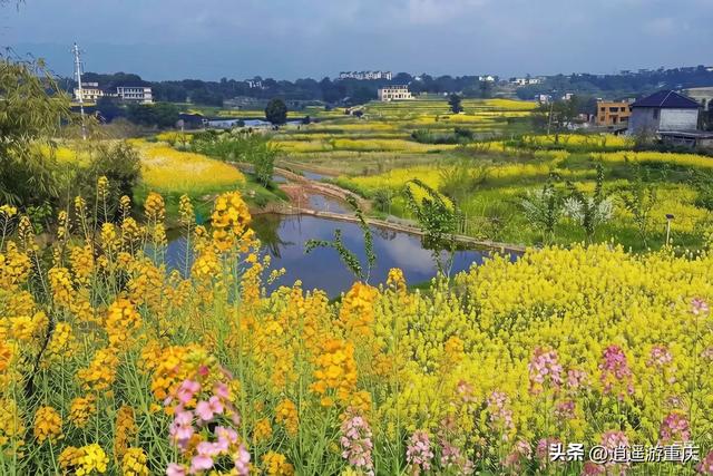 西彭新民村:万亩金浪入画来,重庆藏着个金色童话