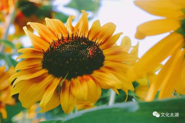 皖美夏日 | 不给你点“颜色”瞧瞧，你就不知道太湖夏天有多美！