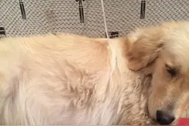 狗狗腹水的症状，我们应该怎么做？图片