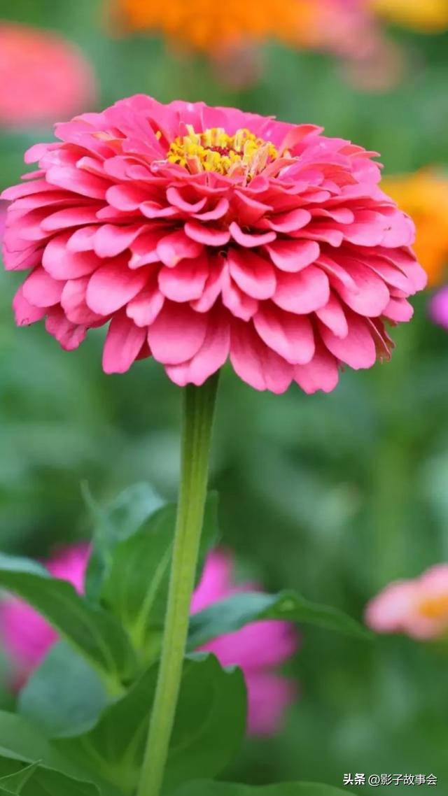 二十万，是母亲用半生琐碎攒成的给我的底气