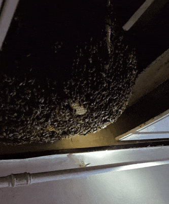 【驼消消5分钟】吓人！“怪物”藏在家中天花板，租客遭“偷袭”