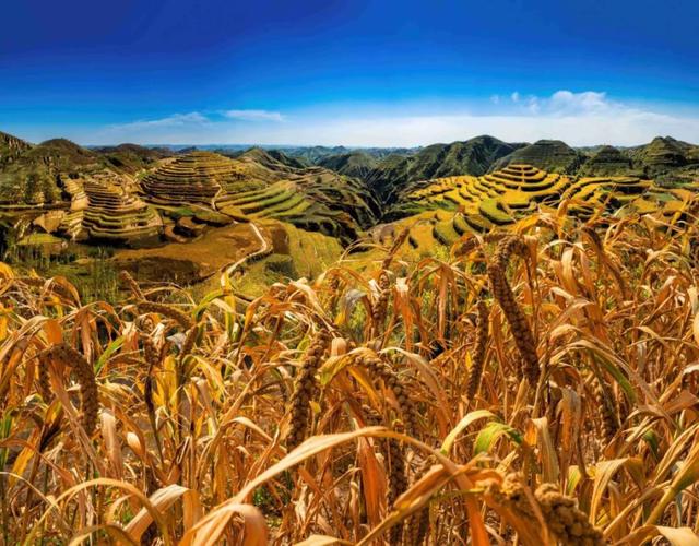 红星照耀中国丨在延安，遇见一粒小米的时光之旅