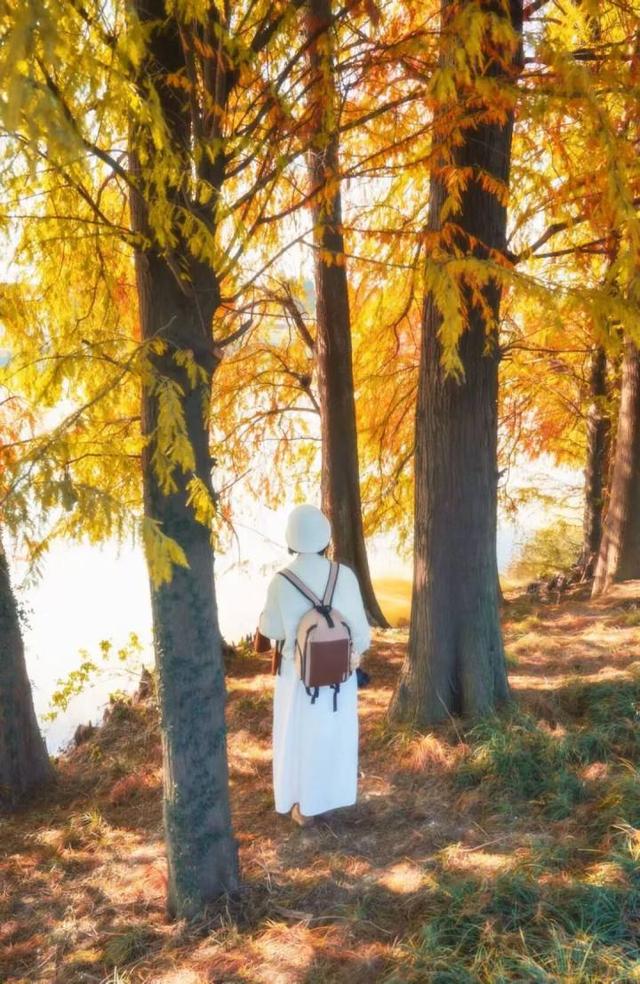 比青山湖人少，比湘湖低调，杭州东北藏着一条“银杏+水杉”组合路线！