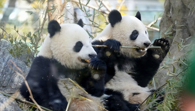 中日韩达成联合声明后，日本提新要求	，索要中国国宝，日民众叹息