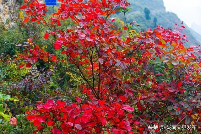 醉美文县：秋色斑斓大岭梁