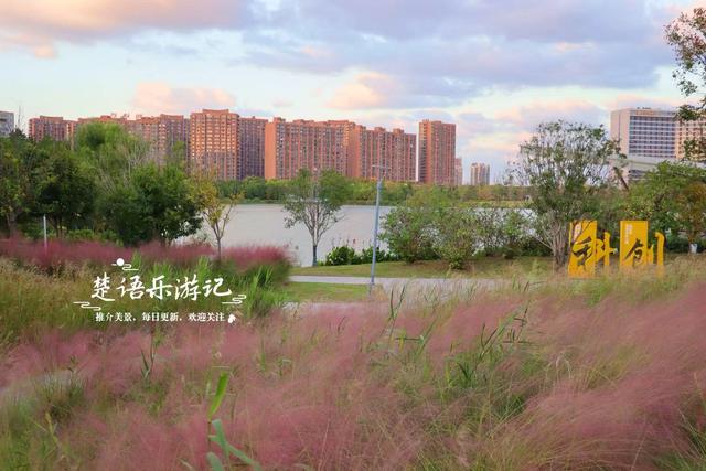 宁波镇海又发现一处粉黛园，临湖而居景色更秀丽，周边美景更多
