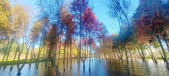 鲸鱼湾旁滇池边，水杉红透冬日水境