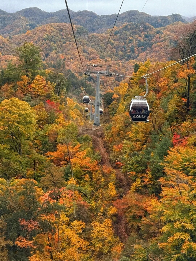 追了光雾山的红叶，这个秋天没白过！
