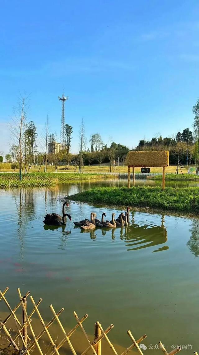 绵竹这里太美了！适合遛娃、运动、拍照，还有风铃木花海......