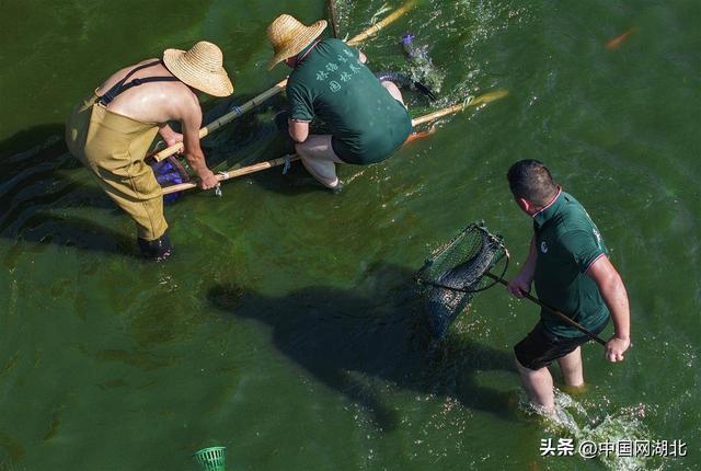观赏鱼搬家 武汉东湖“碧潭观鱼”将焕新归来！