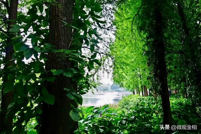 一年四季都可以去打卡的城市绿州麓湖