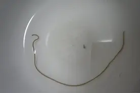 这种生物很危险，“铁线虫”的危害有多大？你了解了吗？图片