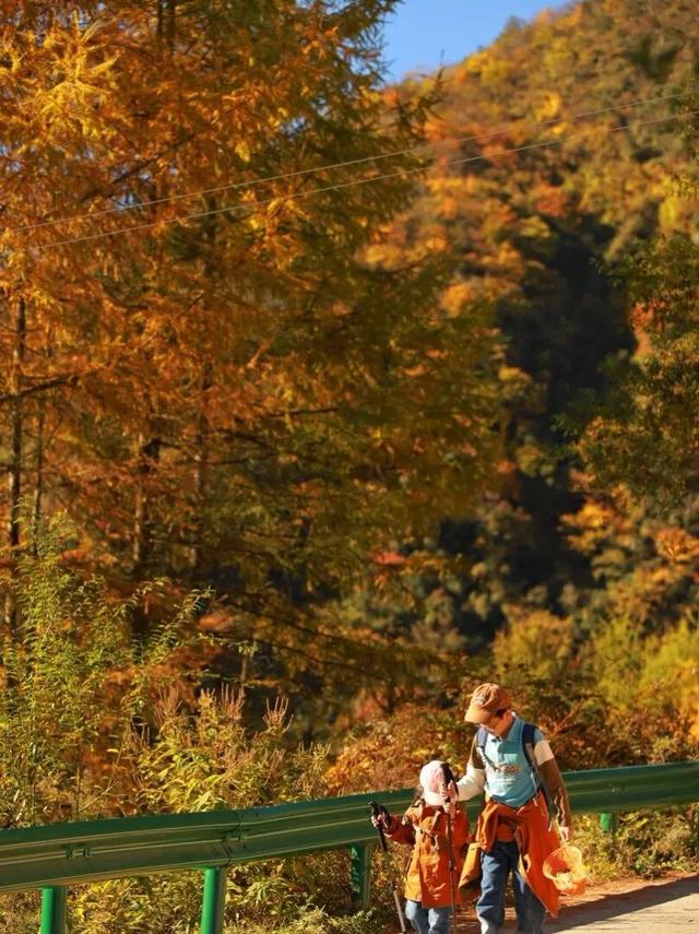 春秋假福利！卧龙中华大熊猫苑18岁以下青少年免票游