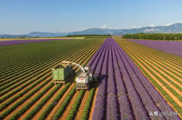 法国有3.1亿亩耕地，年产6500万吨粮食，山东9700万亩产量多少？
