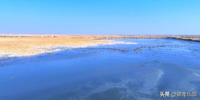 天山南麓现奇观，野鸭成群越冬，西北严寒中绽放生命奇迹
