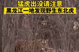 “看！这是个什么动物” 男子遇野生东北虎与其对视5秒钟图片