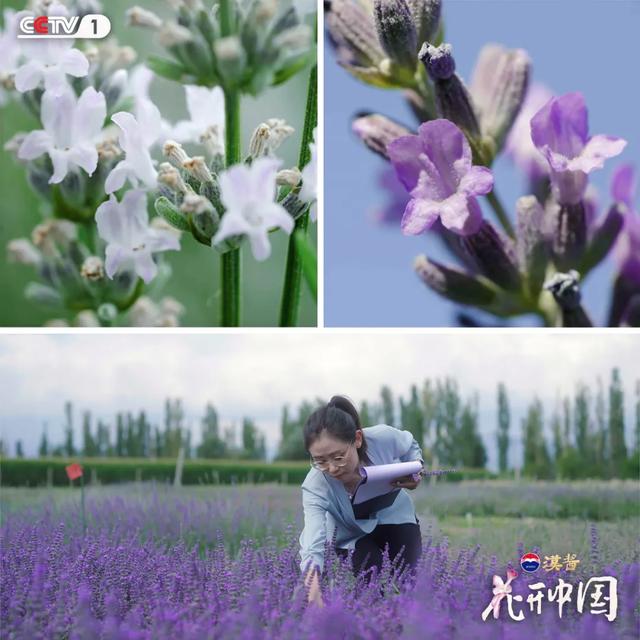 跟着《花开中国》第3集，在新疆伊犁追花海 | 动态