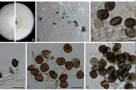 这5种食物发霉后有剧毒，第一种正大量上市，家里有的尽快扔掉图片