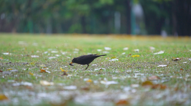 羊城雨中迎惊蛰，珠江公园万物生
