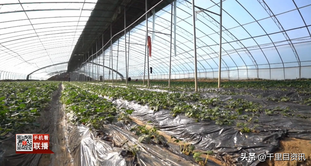 新春出游热 观鸟采摘享假期