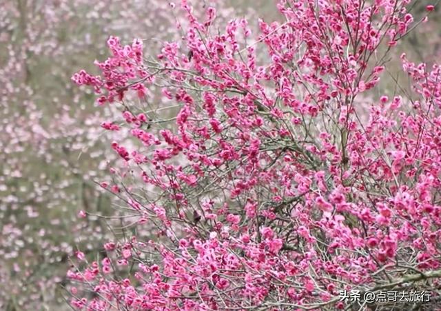 成都最大的山谷梅花开了，被称为蜀中第一赏梅胜地，却少人知道！