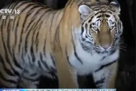 东北一村子为防老虎装80台相机：一年多预警86次图片