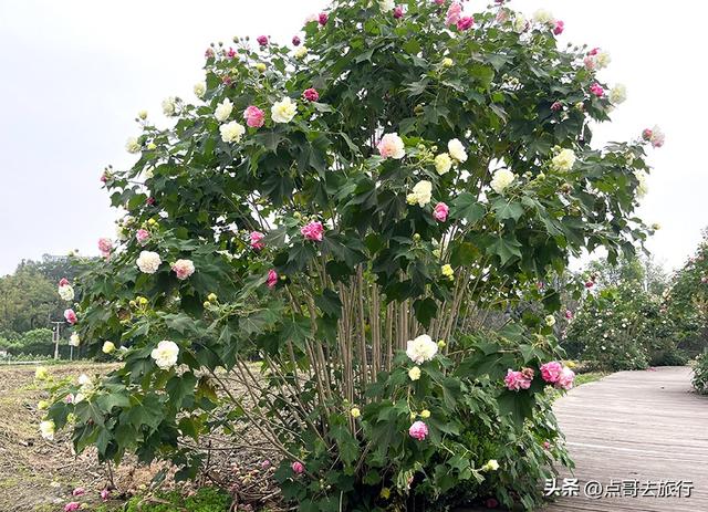 成都市区最美芙蓉花，王者风范，植物迷宫更是惊艳，不要门票！
