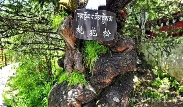 林芝巴松措，风景秀丽风光迷人
