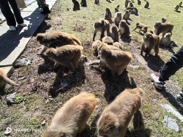 奶子沟+达古冰川，美的不可方物