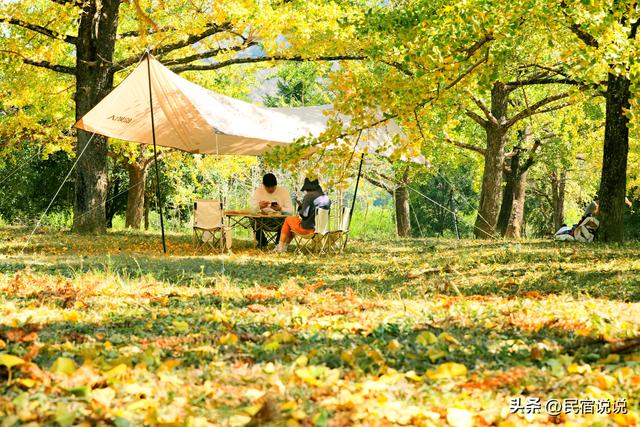 11月一定要收藏一份全国银杏观赏地图