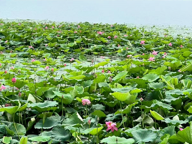 限定版夏日浪漫！闯入淄博的「莫奈花园」！