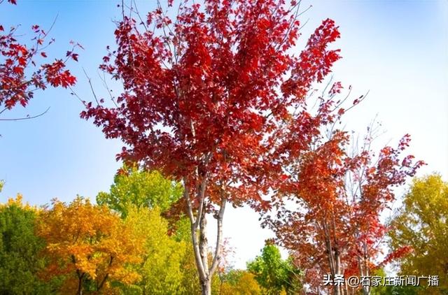 石家庄市城区赏秋最全指南，来啦！