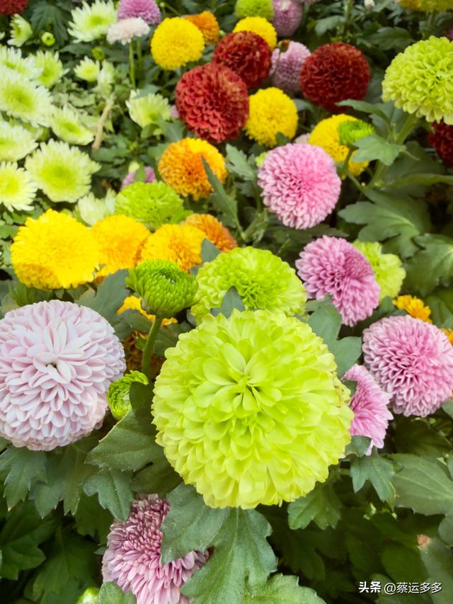 重阳节，上海赏秋之美