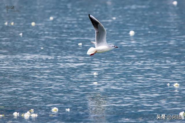 洱海边有个半圆形广场，不仅立着渔家女雕像，还是海鸥争宠的地方