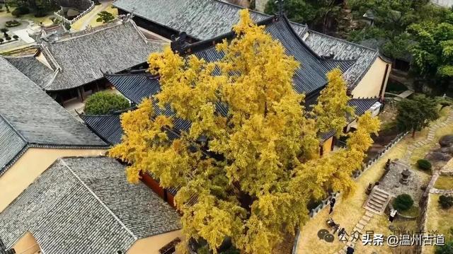 一树金黄，满城风雅！温州这棵著名的古寺银杏再不去就要落叶了