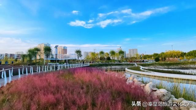 实拍！秦皇岛家门口的免费好去处，这个百亩湿地公园晚上也能逛~