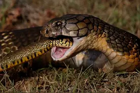 农村常见的“家蛇”是谁？剧毒蛇都怕它！家蛇为何能称霸蛇界？图片