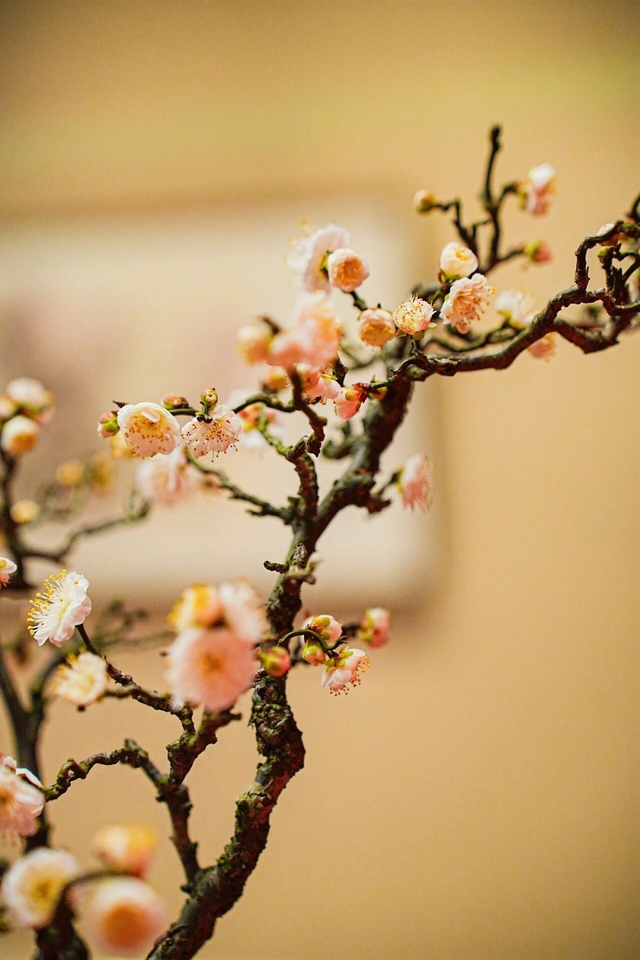 寒风再烈、冬日再冷，蜡梅照样艳压全场！